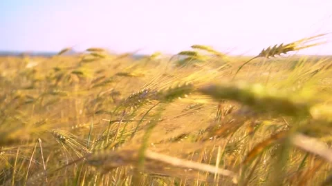 Golden wheat field moving in slow motion in the sun light. Harvest season Stock Footage 150628548
