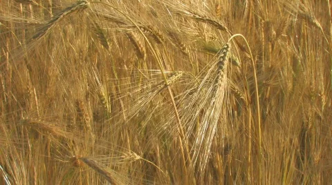 Golden wheat field, moving from the wind 6 Stock Footage 478554
