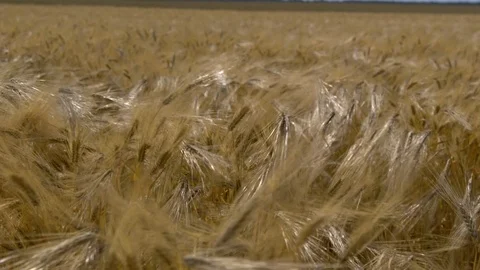 Golden Wheat Field, Moving From The Wind Stock Footage 113221433