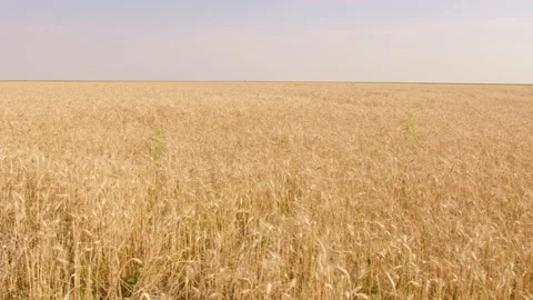 Golden wheat field moving in the wind ready for harvest Stock Footage 201843770