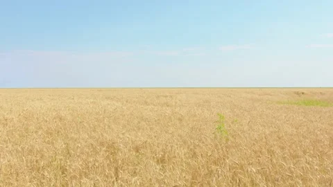 Golden wheat field moving in the wind ready for harvest on a blue sky Stock Footage 201843935