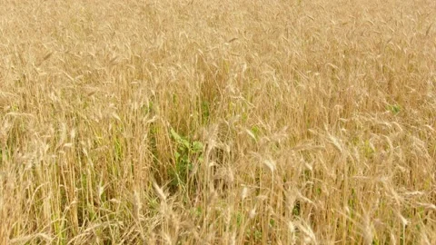 Golden wheat field moving in the wind ready for harvest Stock Footage 201844162