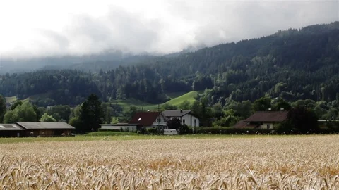 Golden wheat field near green mountains Stock Footage