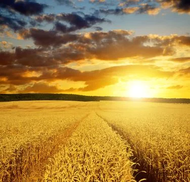 Golden wheat field Stock Photos