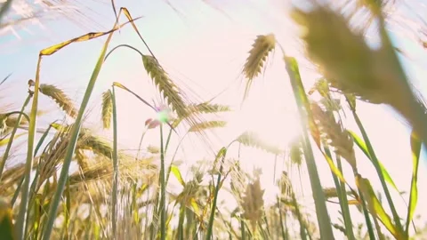 Golden wheat field slow motion in the sun. Harvest season Stock Footage 150628595