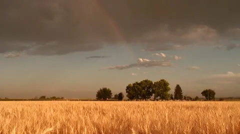 Golden Wheat Field with Storm Clouds Rainbow and Cemetery Stock Footage 10726742
