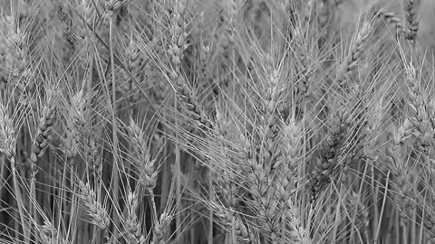 Golden wheat field stretching under open sky, capturing abundance, rural Stock Footage 334010075