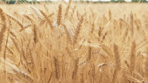 Golden wheat field in summer Stock Footage 134628892