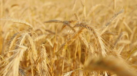 Golden wheat field with sun rays. can be used for agriculture and harvest themes Stock-Footage 60409061