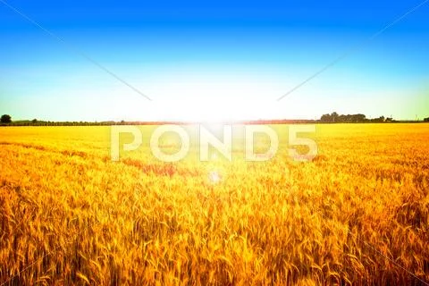 Golden wheat field with sun rising in blue sky Stock-Fotos