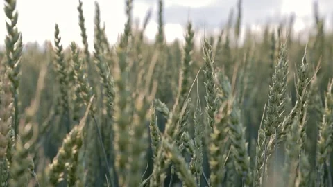 Golden Wheat Field at Sunrise, Capturing Tranquility and Natures Beauty Stock Footage 280673918