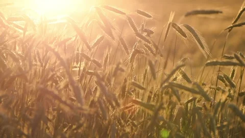 Golden wheat field at sunset Stock Footage 162477129