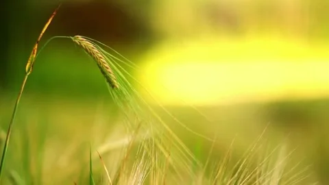 Golden Wheat Field Sunset. Stock Footage 306286282