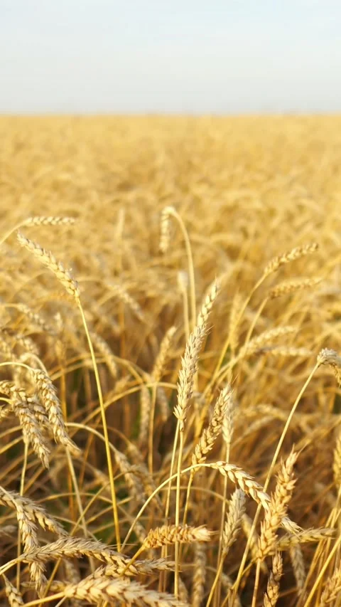 Golden wheat field at sunset with ripened ears swaying gently in the wind Stock Footage 345459802