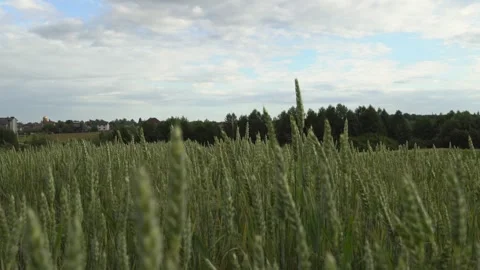 Golden wheat field swaying gently under a blue sky near a peaceful village in Stock Footage 320436552