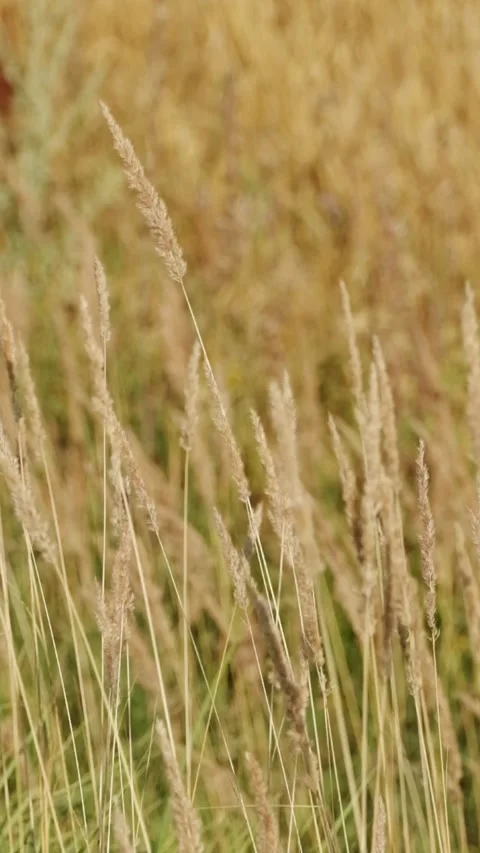 Golden wheat field swaying gently in the wind Stock Footage 343301653