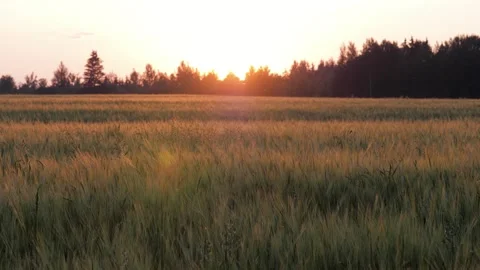 Golden wheat field swaying in the wind at sunset Stock Footage 332238069