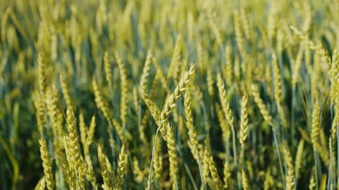 Golden wheat field swaying in the wind Stock Footage 339730644