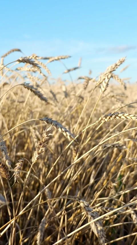 Golden wheat field swaying in the wind under a clear blue sky, showing ripe Stock Footage 343908855