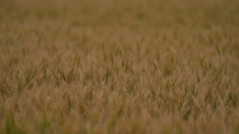 Golden wheat field swaying in the wind during harvest season. Stock Footage 345069593