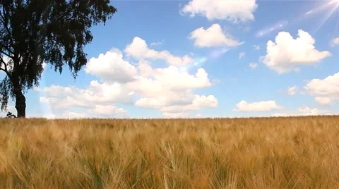 Golden wheat field - time lapse - Tracking shot Stock Footage 64599748
