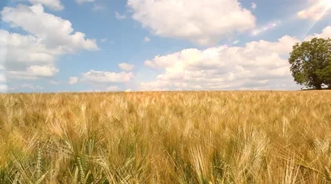 Golden wheat field - time lapse - Tracking shot Stock Footage 64599795