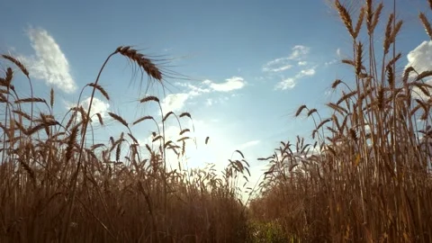 Golden wheat field under the blue sky, Sunset over a wheat field, Summer harvest Stock Footage 315533159