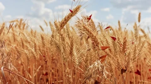 Golden Wheat Field Under Blue Sky Close Up 1 Stock Footage 339325574