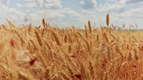 Golden Wheat Field Under Blue Sky Close Up 2 Stock Footage 339325686