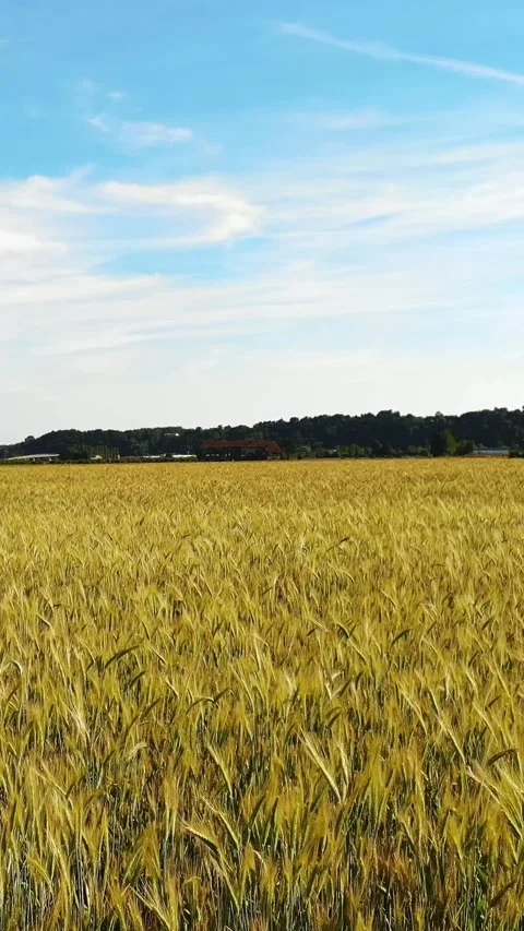 Golden Wheat Field Under a Clear Blue Sky - Rural Farmland in Summer. Aerial Video stock 315089964