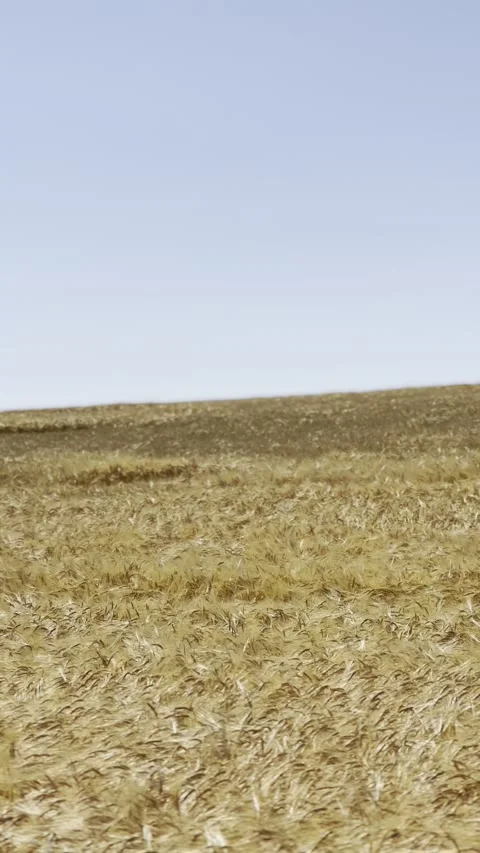 Golden Wheat Field Under Clear Sky Vidéo 339679698