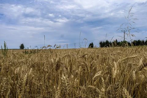 Golden wheat field under a cloudy sky with distant trees and power lines Stock Photos