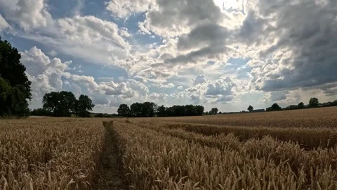 Golden Wheat Field Under Dramatic Cloudy Sky in Summer, Rural Agricultural Lands Stock Footage 339545329