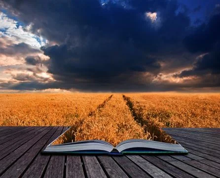 Golden wheat field under dramatic stormy sky landscape in pages of book creat Stock Illustration