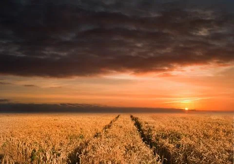 Golden wheat field under dramatic stormy sky landscape Foto stock