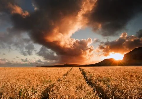 Golden wheat field under dramatic stormy sky landscape Stock Photos