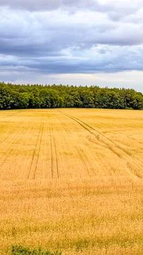 Golden wheat field under dramatic sky before thunderstorm before the storm Stock Photos