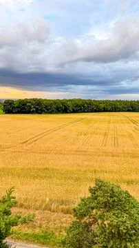Golden wheat field under dramatic sky before thunderstorm before the storm Foto stock