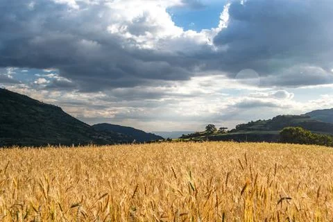 Golden Wheat Field Under Dramatic Storm Clouds in Ethiopia Highlands Stock Photos