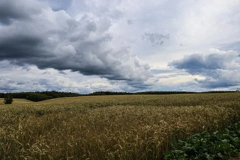 Golden wheat field under dramatic stormy clouds, ready for harvest season 写真素材