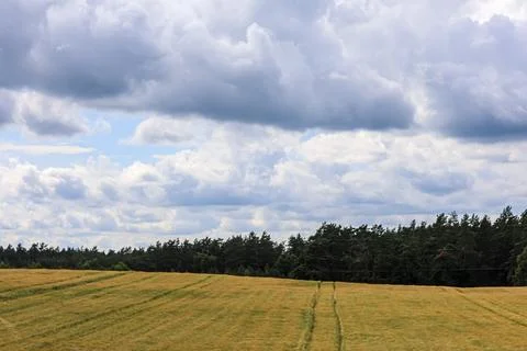 Golden wheat field under a dramatic cloudy sky with a dark forest backdrop Stockfoto's