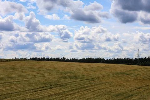 Golden wheat field under a dramatic sky with fluffy white clouds 写真素材