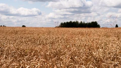 Golden wheat field under dramatic summer clouds with tall grasses in foreground Stock Photos