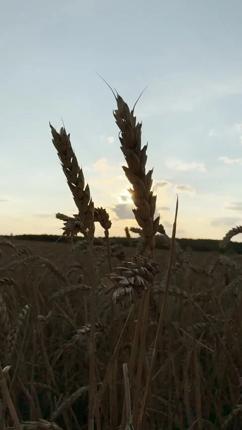 Golden wheat field under the evening sky, Sunset shining through wheat stalks Stock Footage 305790015