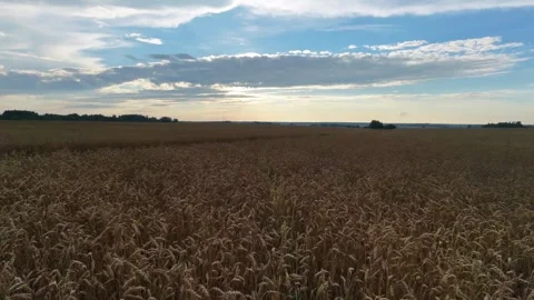 Golden wheat field under partly cloudy sunset sky Vídeos de archivo 342056572