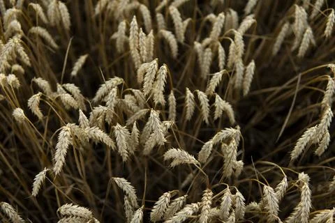 Golden wheat field under a setting sun.Organic golden ripe ears of wheat on Stock Photos