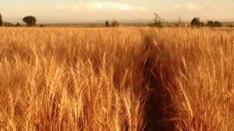 Golden Wheat Field, Windy, Storm Clouds, Mountains Stock Footage