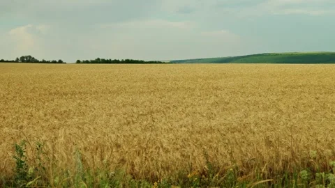 Golden wheat fields and harvested farmland under cloudy sky 3 Stock Footage 339780315