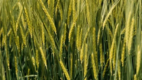 The golden wheat fields are ready for the harvest season, showcasing natures Stock Footage 310622237