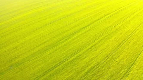Golden Wheat Fields Basking in Late Afternoon Sunlight Captured From Drone in Stock Footage 280674327